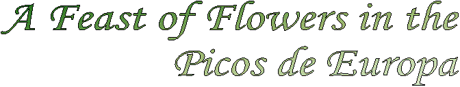 A Feast of Flowers in the
Picos de Europa
