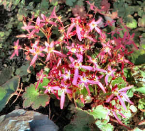 Herts.AGS_Saxifraga.jpg (433564 bytes)