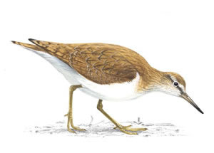 Common sandpiper