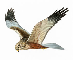 Marsh harrier male