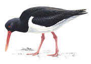 Adult oystercatcher, summer