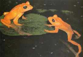 Extinct Golden Toad Sapo Dorado