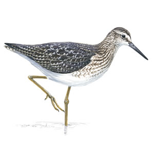 Wood sandpiper